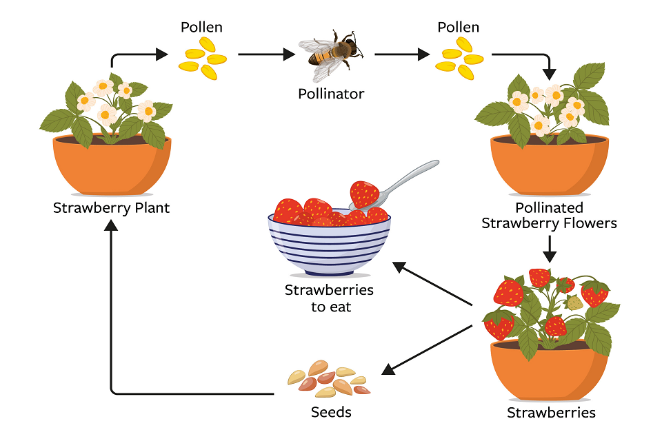 pollination cycle diagram