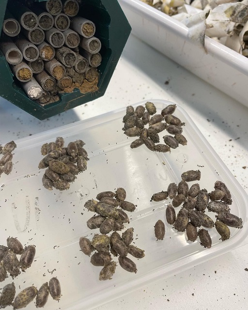 Solitary bee pupae being taken out of a bee hotel and counted