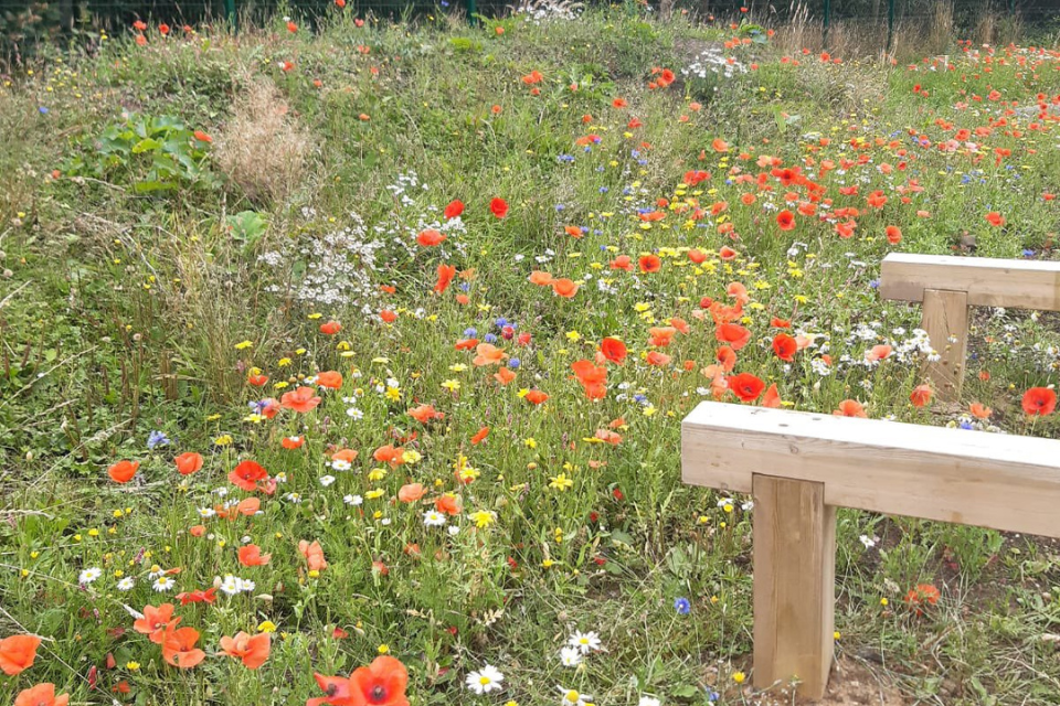 Wildflowers at Cedarbank School