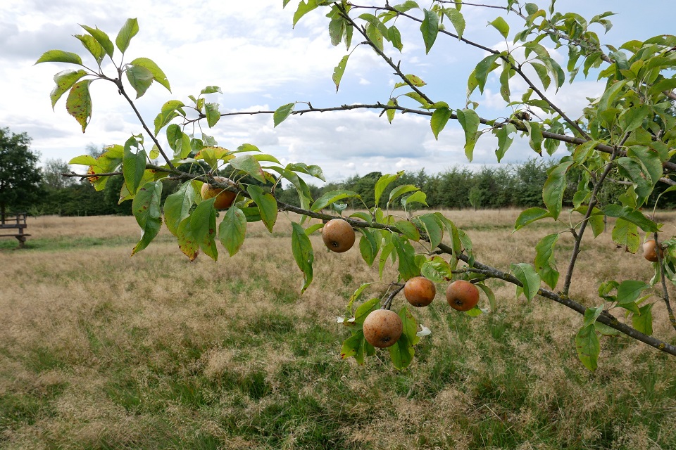 Coventry Peace Orchard