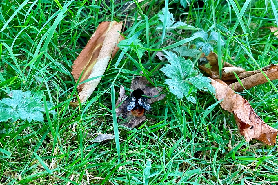 Queen red tailed bumblebee looking for a place to spend the winter