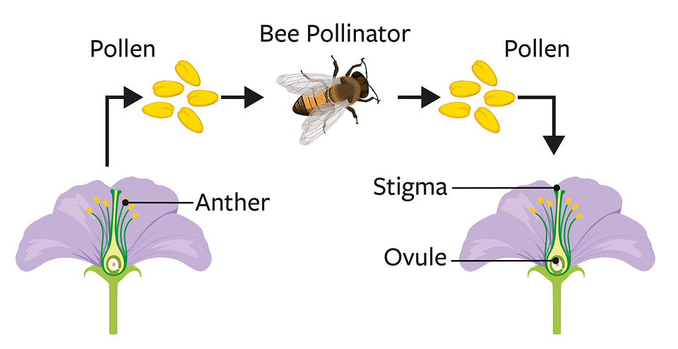 bee pollination diagram