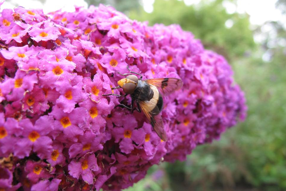 September In The Bee Garden RHS Campaign For School Gardening