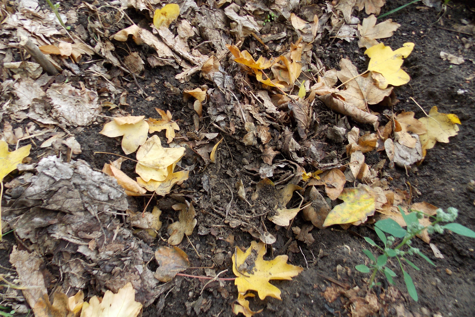 Children from St George’s Primary School spotted this hole in the ground that could make a good spot for a bumblebee queen to spend the winter