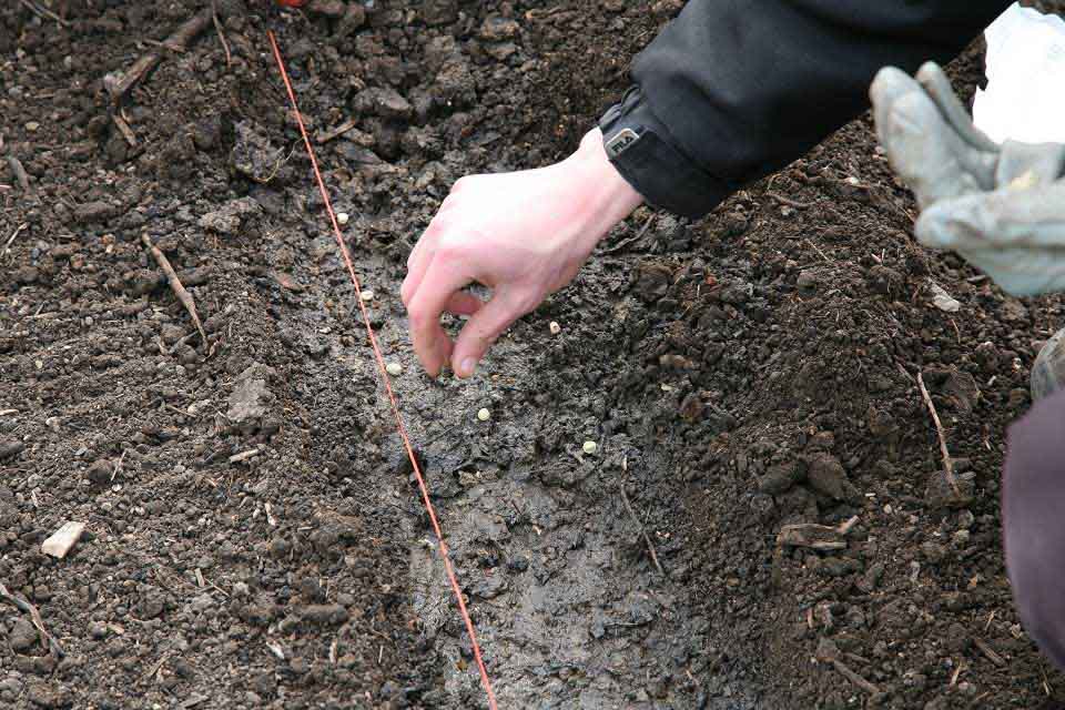 How to sow seeds outdoors / RHS Campaign for School Gardening