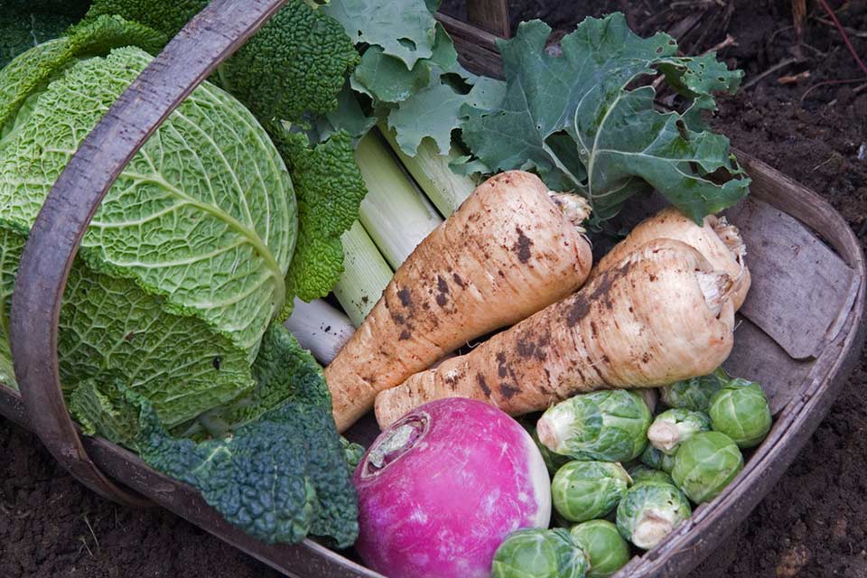 Winter Vegetable Growing For Northern Climates Rhs Campaign For School Gardening