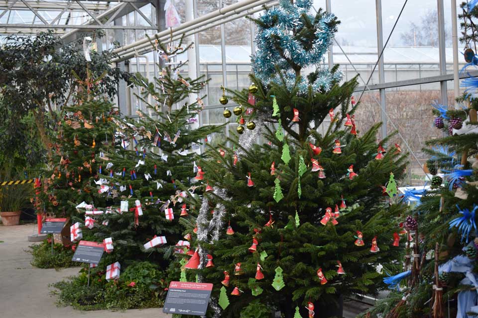 Christmas Tree Decorating Competition / RHS Campaign for School Gardening