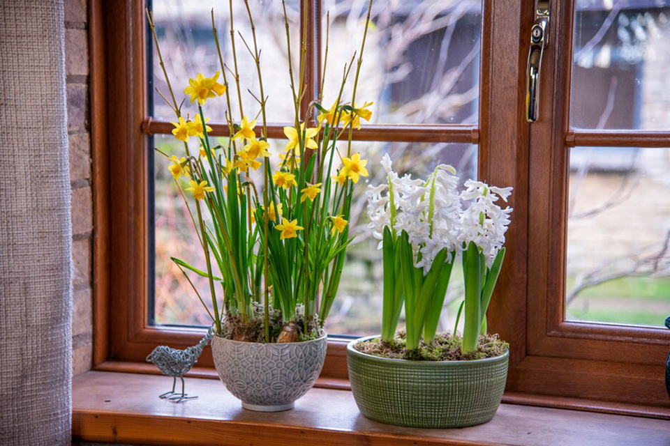 Beautiful indoor bulbs RHS Campaign for School Gardening