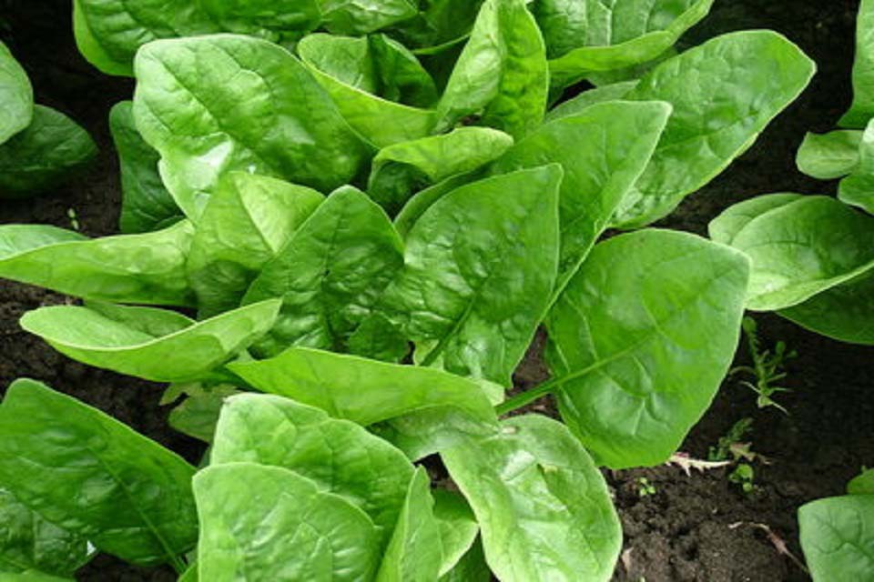 https://schoolgardening.rhs.org.uk/getmedia/21615054-6911-4610-929f-6c8e5b2b640f/A-spinach-crop-sheet?width=960&height=640&ext=.jpg