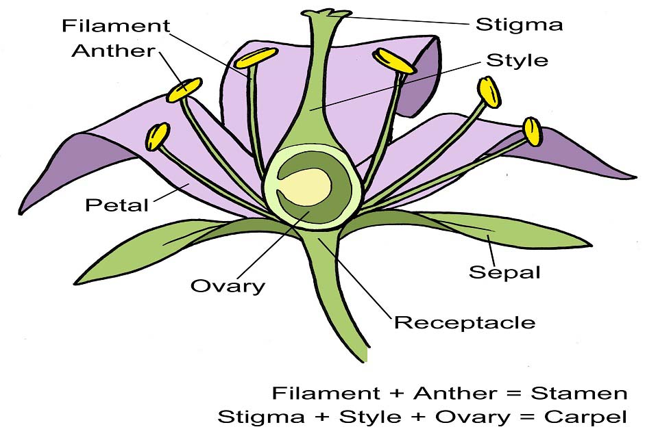 Anatomy Of A Flower Diagram - Free Printable Worksheet