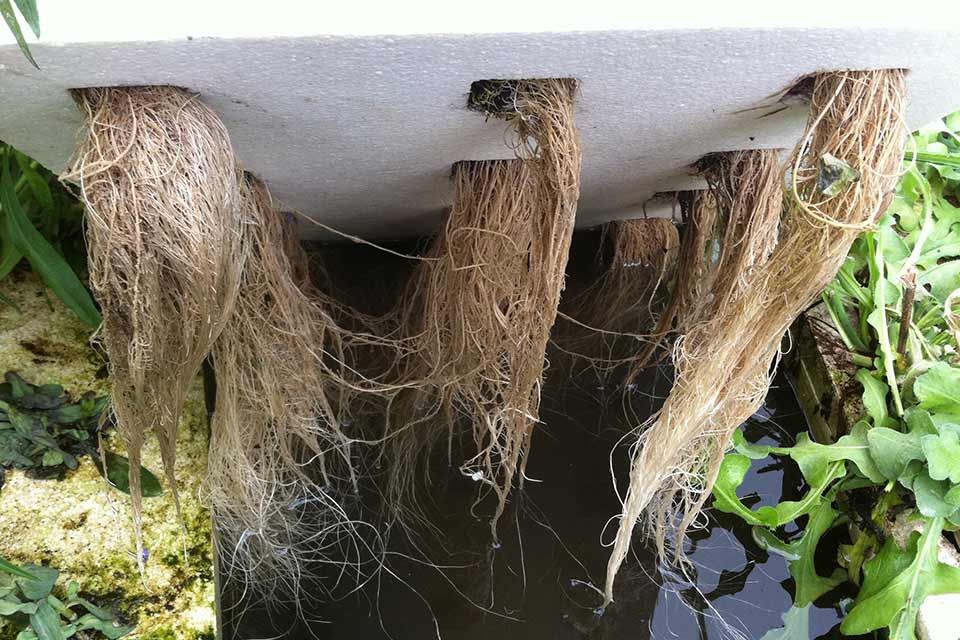 Hydroponic Roots