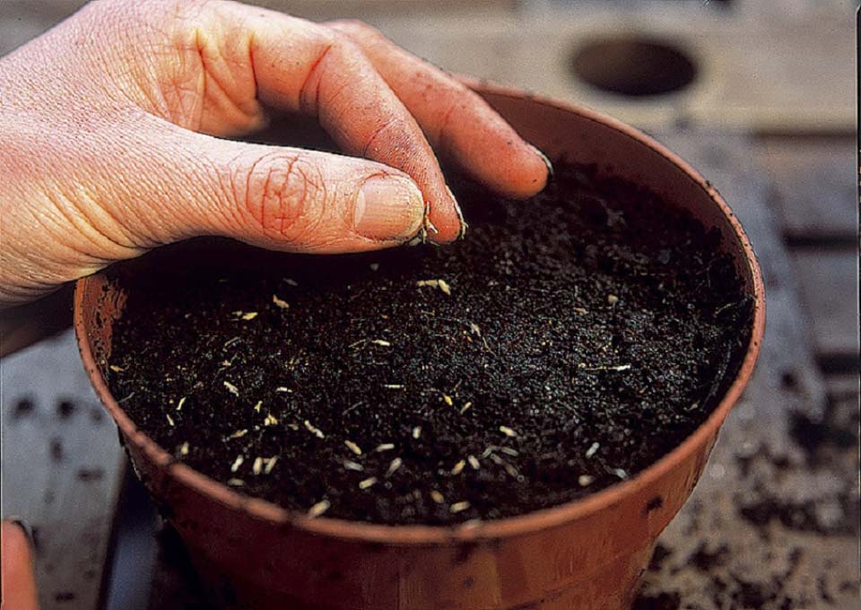 seed pots