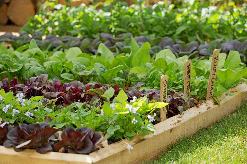 As Growing Vegetables In Schools 960×640