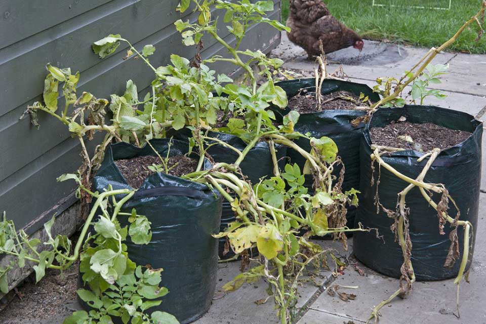 How to Plant & Grow Potatoes 🥔 in Containers