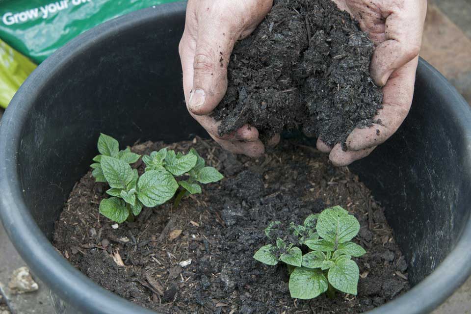 How to Grow Potatoes in Containers