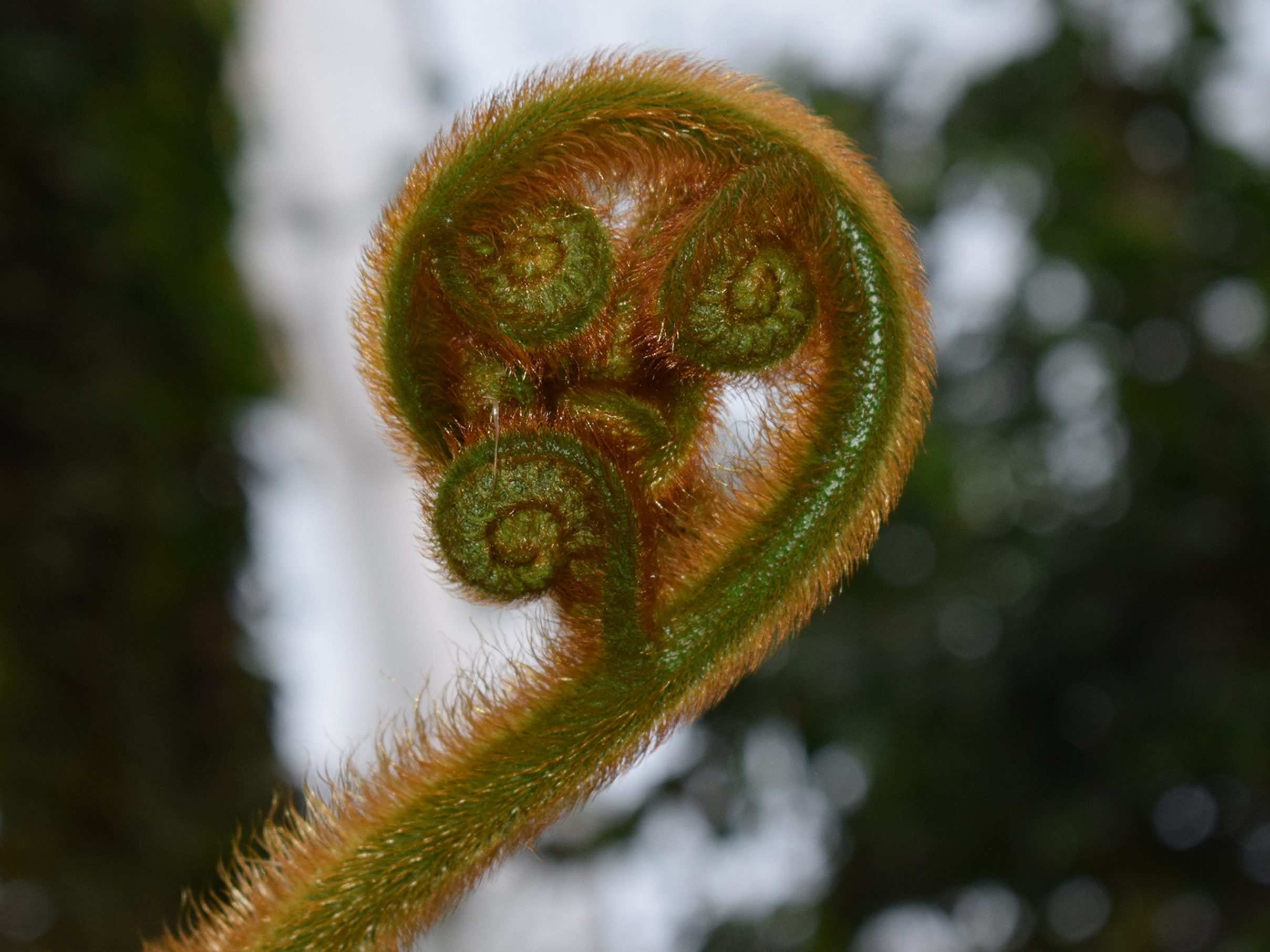 patterns in plants