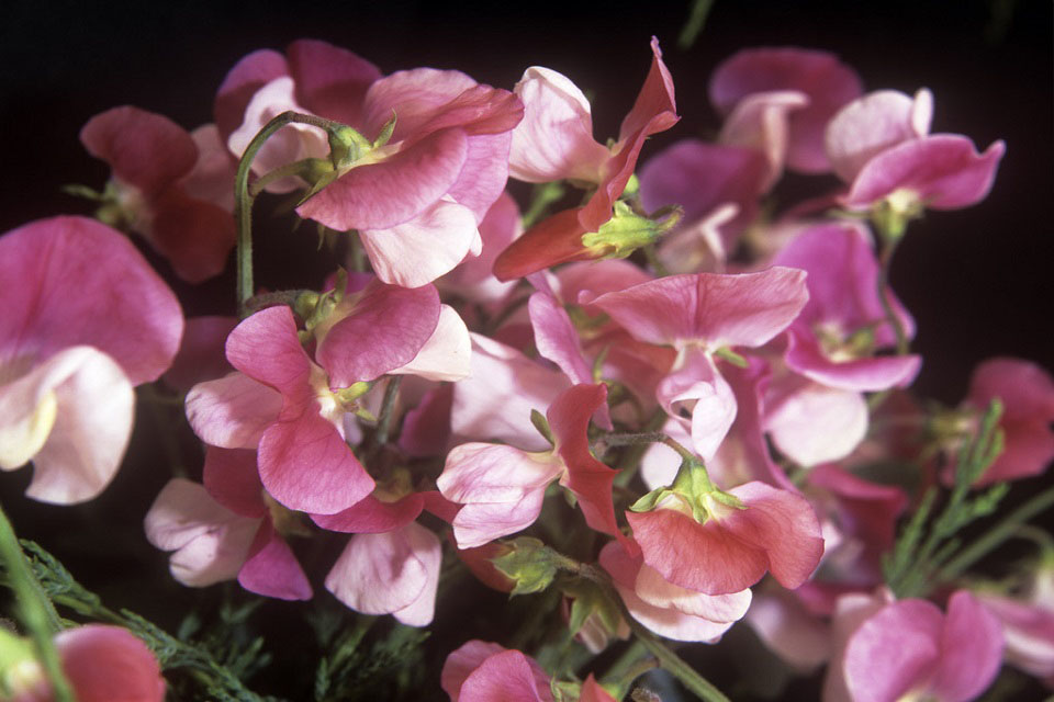 https://schoolgardening.rhs.org.uk/getmedia/616640e0-54d4-443e-9d4b-803d3bbc8df3/sweet-pea?width=960&height=640&ext=.jpg