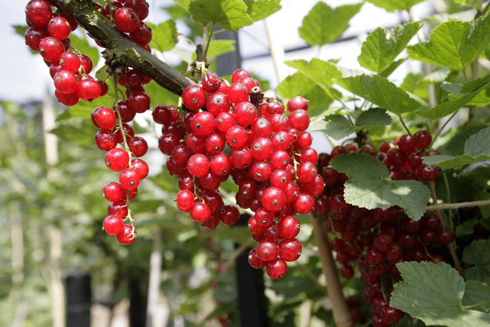 Soft Fruit Trees - Gac fruit (Momordica cochinchinensis) | Gac fruit ... : Needs full sun and good drainage.