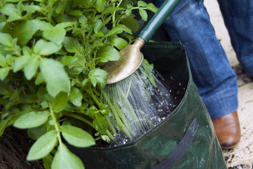 How to grow potatoes in containers / RHS Campaign for ...