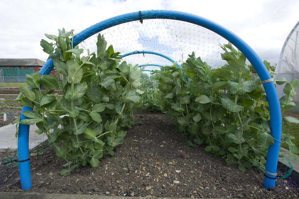 Fun cane toppers / RHS Campaign for School Gardening