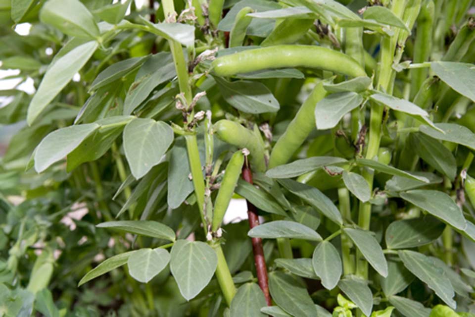 Broad Bean Crop Sheet Rhs Campaign For School Gardening