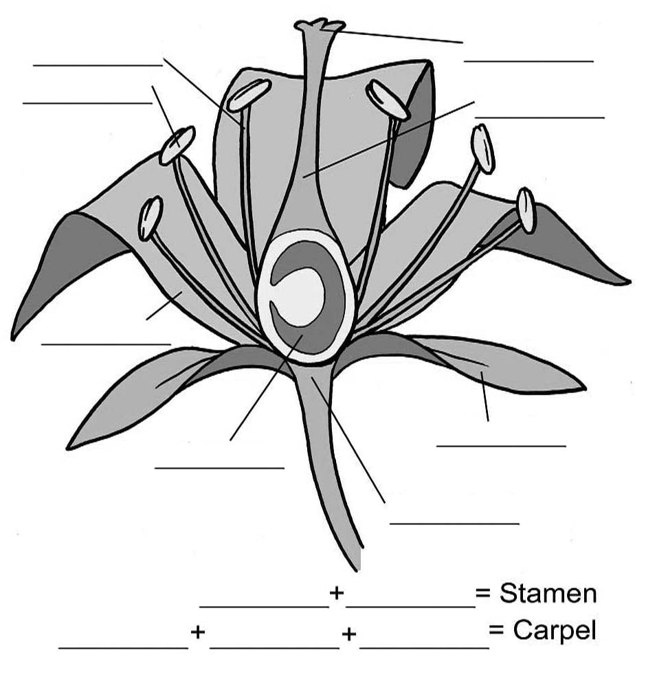 Flower Structure Diagram    Rhs Campaign For School Gardening