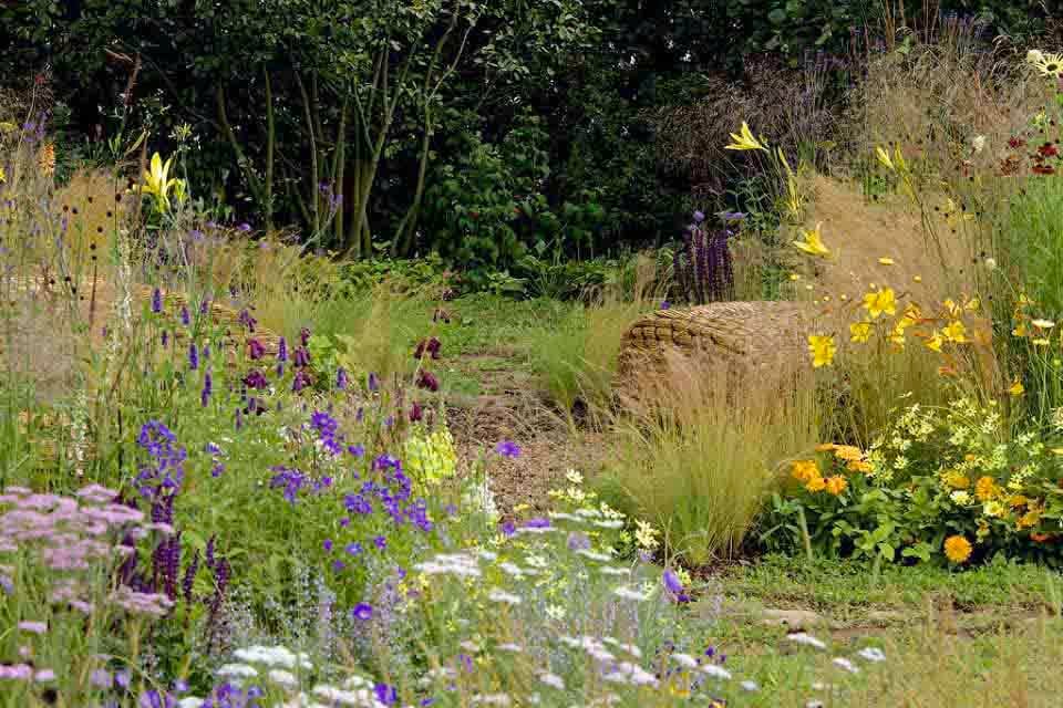 Plants for a wildlife garden / RHS Campaign for School Gardening