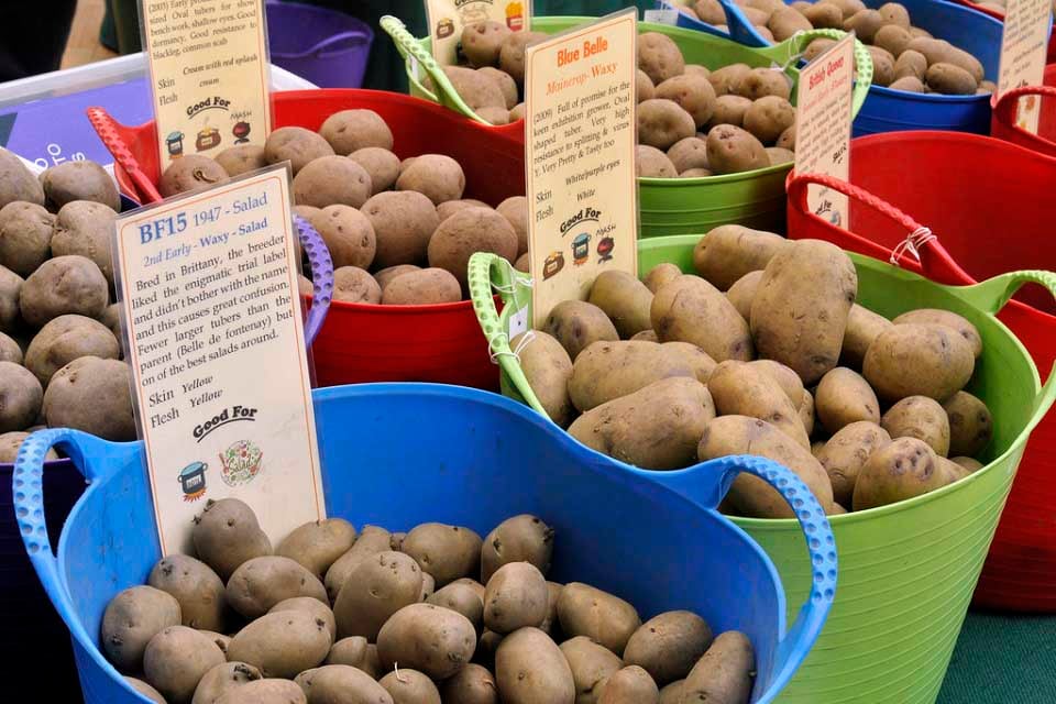 https://schoolgardening.rhs.org.uk/getmedia/c2825a6e-c618-42bb-94c4-30b580c167ed/HT-how-to-grow-potatoes-in-containers-1?width=960&height=640&ext=.jpg