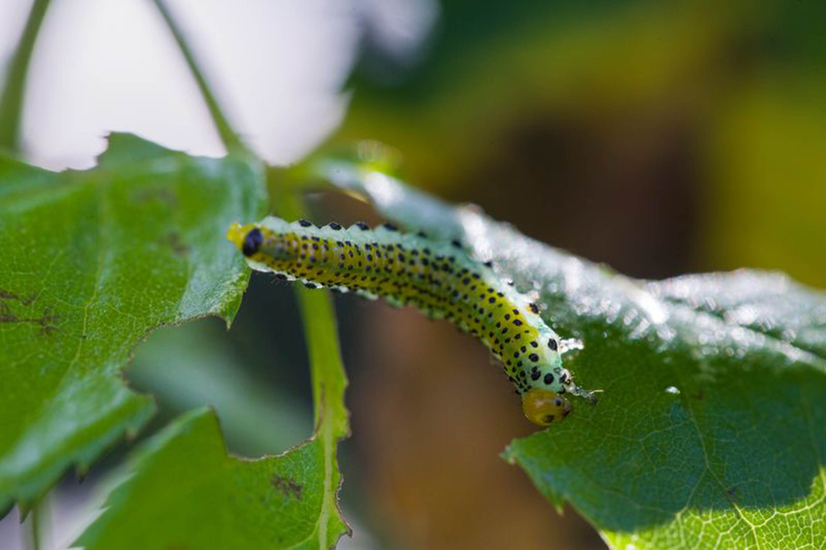 Caterpillar camouflage game / RHS Campaign for School Gardening Caterpillar camouflage game / RHS Campaign for School Gardening