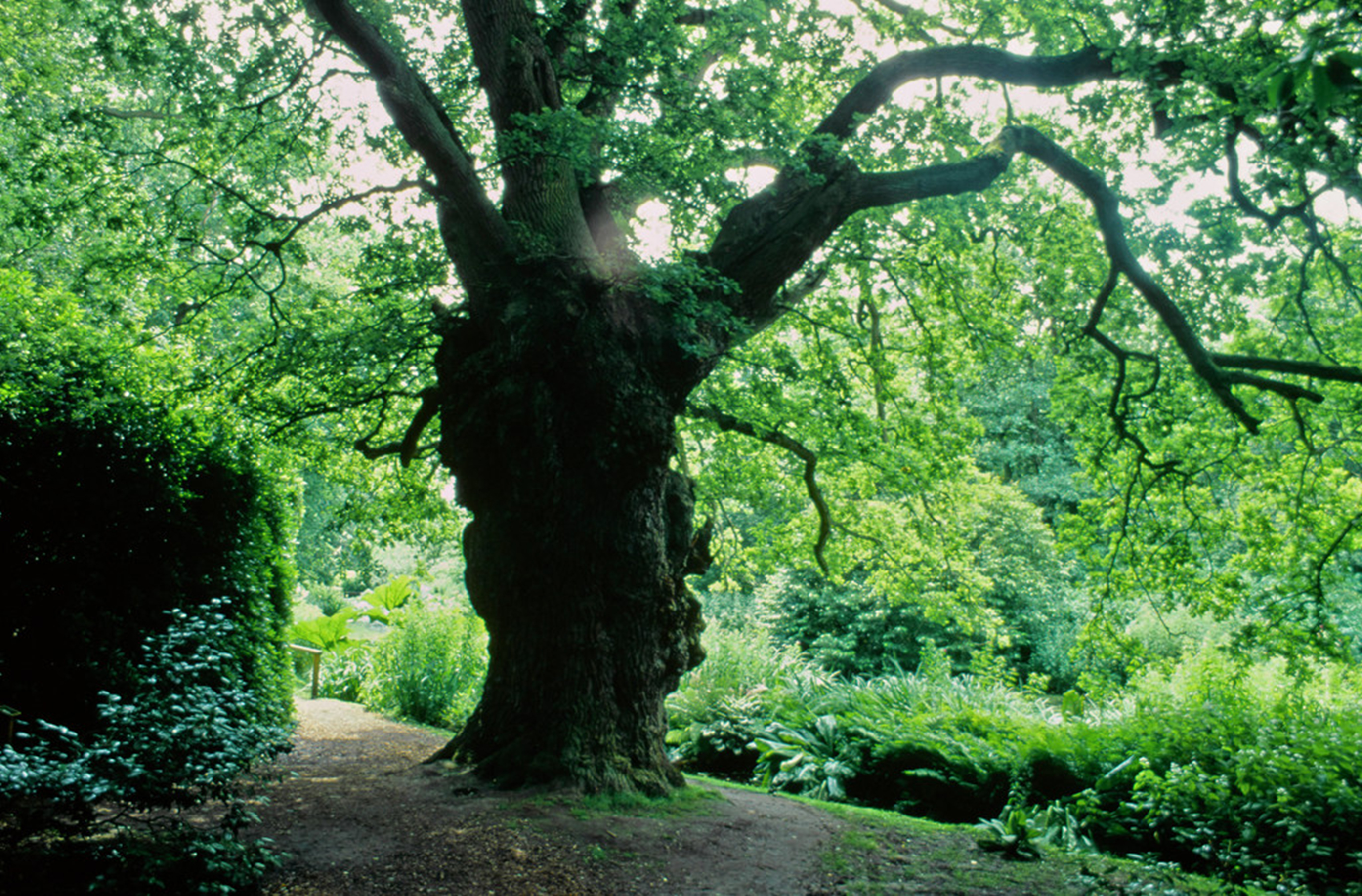 Trees - myths and folklore / RHS Campaign for School Gardening