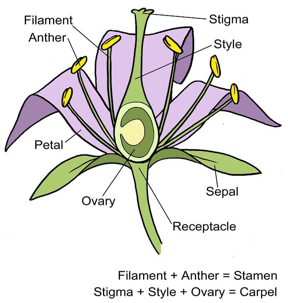 science of a flower diagram