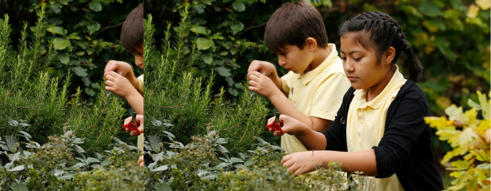 Home Rhs Campaign For School Gardening