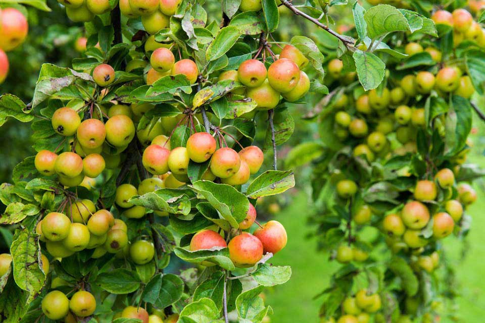 Can You Eat Crab Apples?