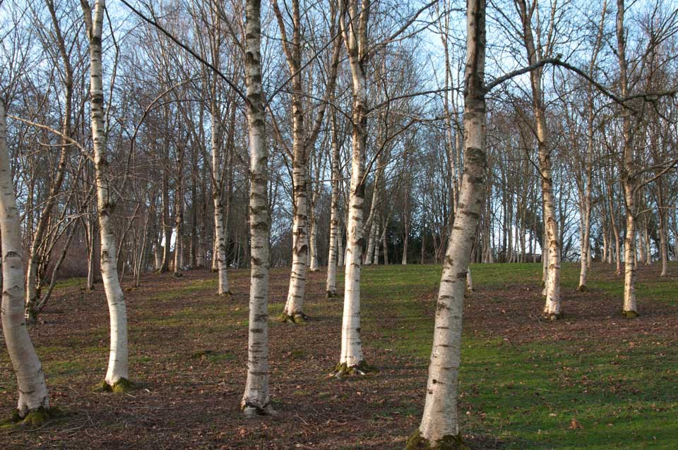 Silver Birch Rhs Campaign For School Gardening