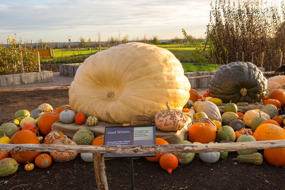 Pumpkin weight sales